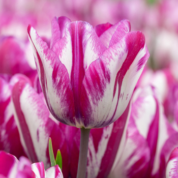 Tulip Ohio