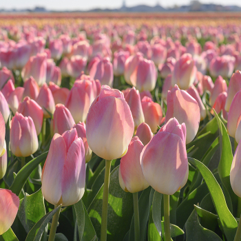 Tulip, Kunyun, Pack of 6