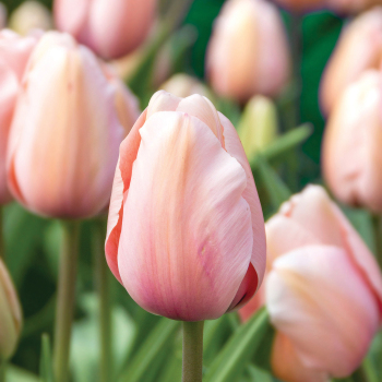 Tulip, Salmon Impression, Pack of 6 Tulip, Salmon Impression, Pack of 6