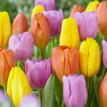 Tulip Tropical Trio Blend