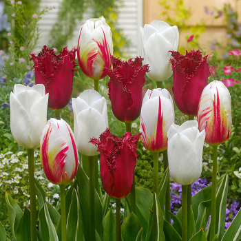 Tulip Sweet Swirl Blend