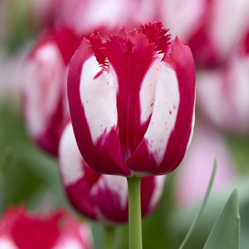 Tulip, Happy Clown, Pack of 6