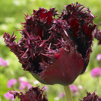 Tulip, Labrador, Pack of 6