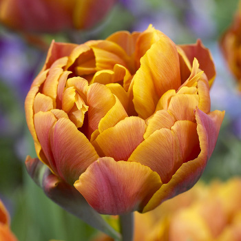Tulip Brazil