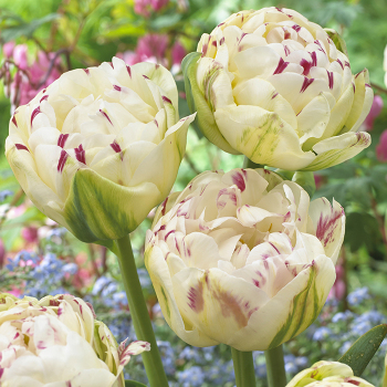 Tulip, Danceline, Pack of 6 Tulip, Danceline, Pack of 6