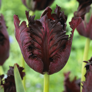 Tulip, Black Parrot, Pack of 6 Tulip, Black Parrot, Pack of 6