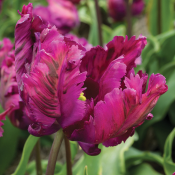 Tulip, Negrita Parrot, Pack of 6 Tulip, Negrita Parrot, Pack of 6