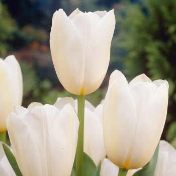 Tulip Catherina