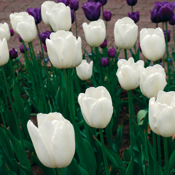 Tulip, Maureen, Pack of 6 Tulip, Maureen, Pack of 6