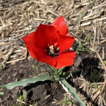 Tulip, Wilsoniana, Pack of 6 Tulip, Wilsoniana, Pack of 6