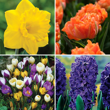 Early Spring Collection