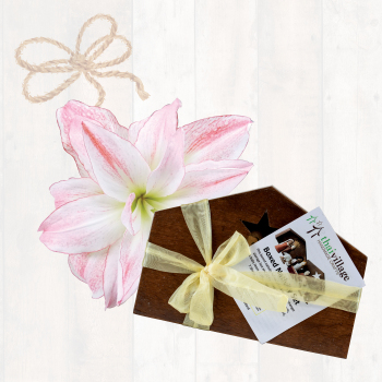 Nativity Gift Box
