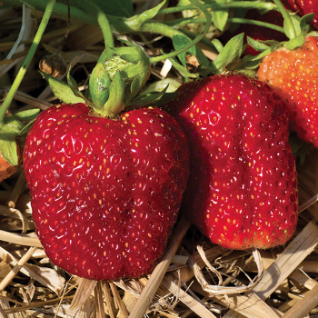 Strawberry, Everbearing, Albion, 25 Plants Strawberry, Everbearing, Albion, 25 Plants