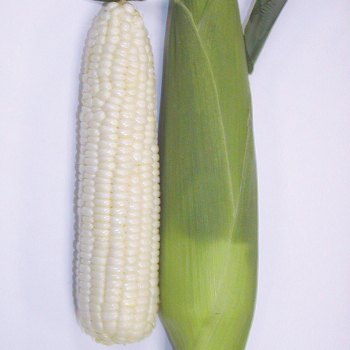 Sugar Pearl Hybrid Untreated Sweet Corn
