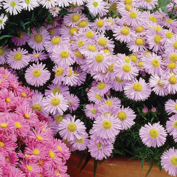 Aster, Royal Opal 
