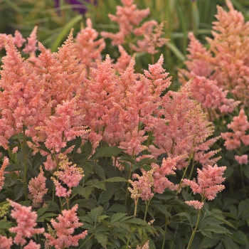 Astilbe, Peach Blossom