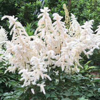 Astilbe, Deutschland 
