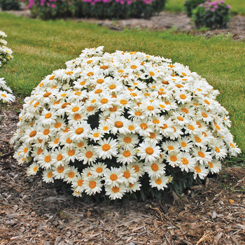 Shasta Daisy, Whoops-A-Daisy 
