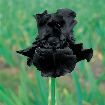 Iris, Bearded, Before The Storm Iris, Bearded, Before The Storm