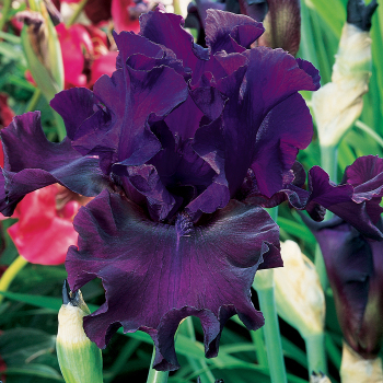 Iris, Bearded, Diabolique Iris, Bearded, Diabolique