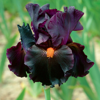 Iris Bearded Dracula's Kiss