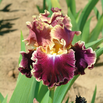 Iris, Bearded, Montmartre  