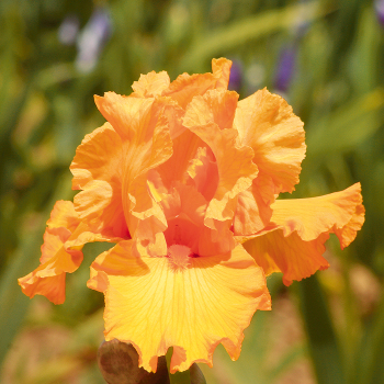 Iris, Bearded, Mango Passion 