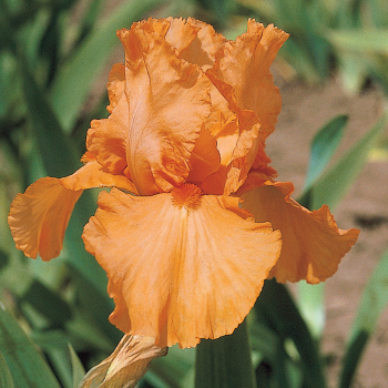Iris Bearded Orange Harvest