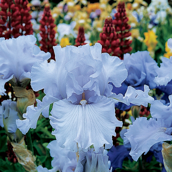 Iris, Bearded, Silverado 