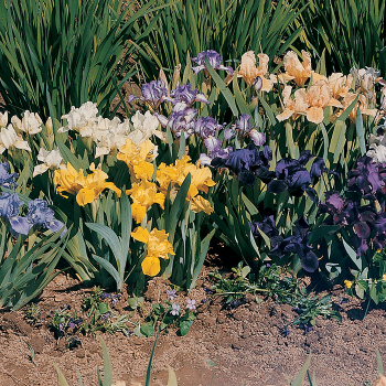 Iris, Bearded, Dwarf Bearded Mix, Pack of 5 Iris, Bearded, Dwarf Bearded Mix, Pack of 5