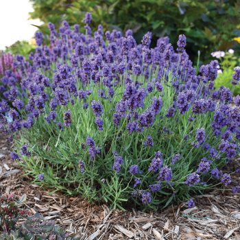 Lavender, Sweet Romance®