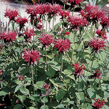 Monarda, Gardenview Scarlet 