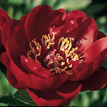 Peony, Buckeye Belle