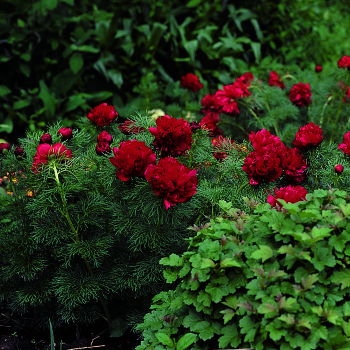 Peony, Double Fernleaf 