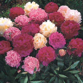 Peony, Jung's Deluxe Mix, Pack of 3