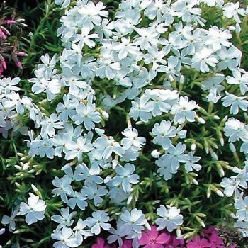 Phlox, Creeping, White   Phlox, Creeping, White