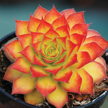 Sempervivum, Chick Charms® Gold Nugget 