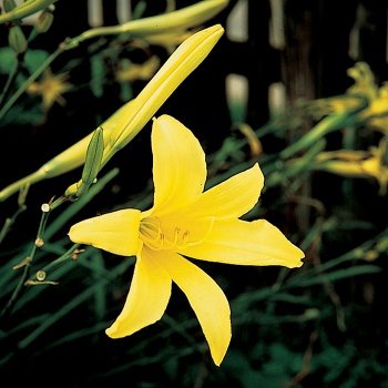 Daylily, Lemon Lily 