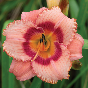 Daylily, Strawberry Candy 