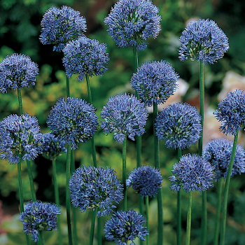 Allium, Blue Drumstick, Pack of 24