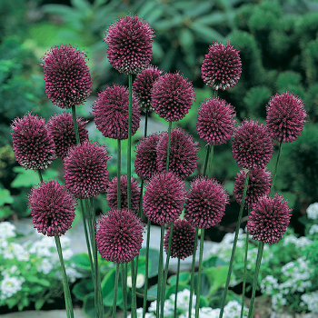 ［新品］SLOTHREAT Allium allsumb800.jpg