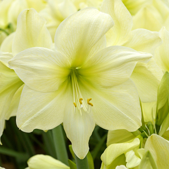 Amaryllis, Lemon Star