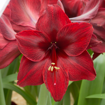 Amaryllis, Red Pearl Amaryllis, Red Pearl