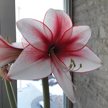Amaryllis, Temptation