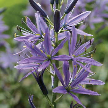 Camassia, Caerulea, Pack of 6 Camassia, Caerulea, Pack of 6