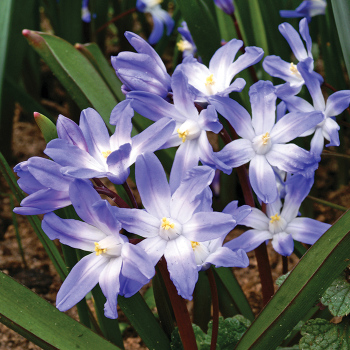 Glory of the Snow, Pack of 24