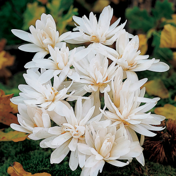 Colchicum, Double White  Colchicum, Double White