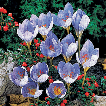 Crocus, Speciosus, Pack of 24