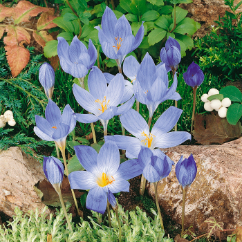 Crocus, Conqueror, Pack of 24