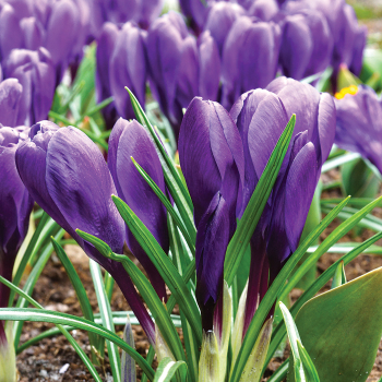 Crocus, Flower Record, Pack of 24 Crocus, Flower Record, Pack of 24